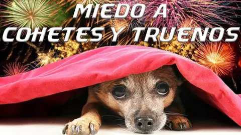 Ángel osuna, adiestrador canino nos acerca algunos consejos para poner en práctica canino