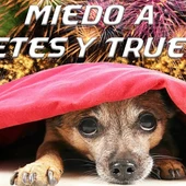 Ángel osuna, adiestrador canino nos acerca algunos consejos para poner en práctica Ángel osuna, adiestrador canino nos acerca algunos consejos para poner en práctica