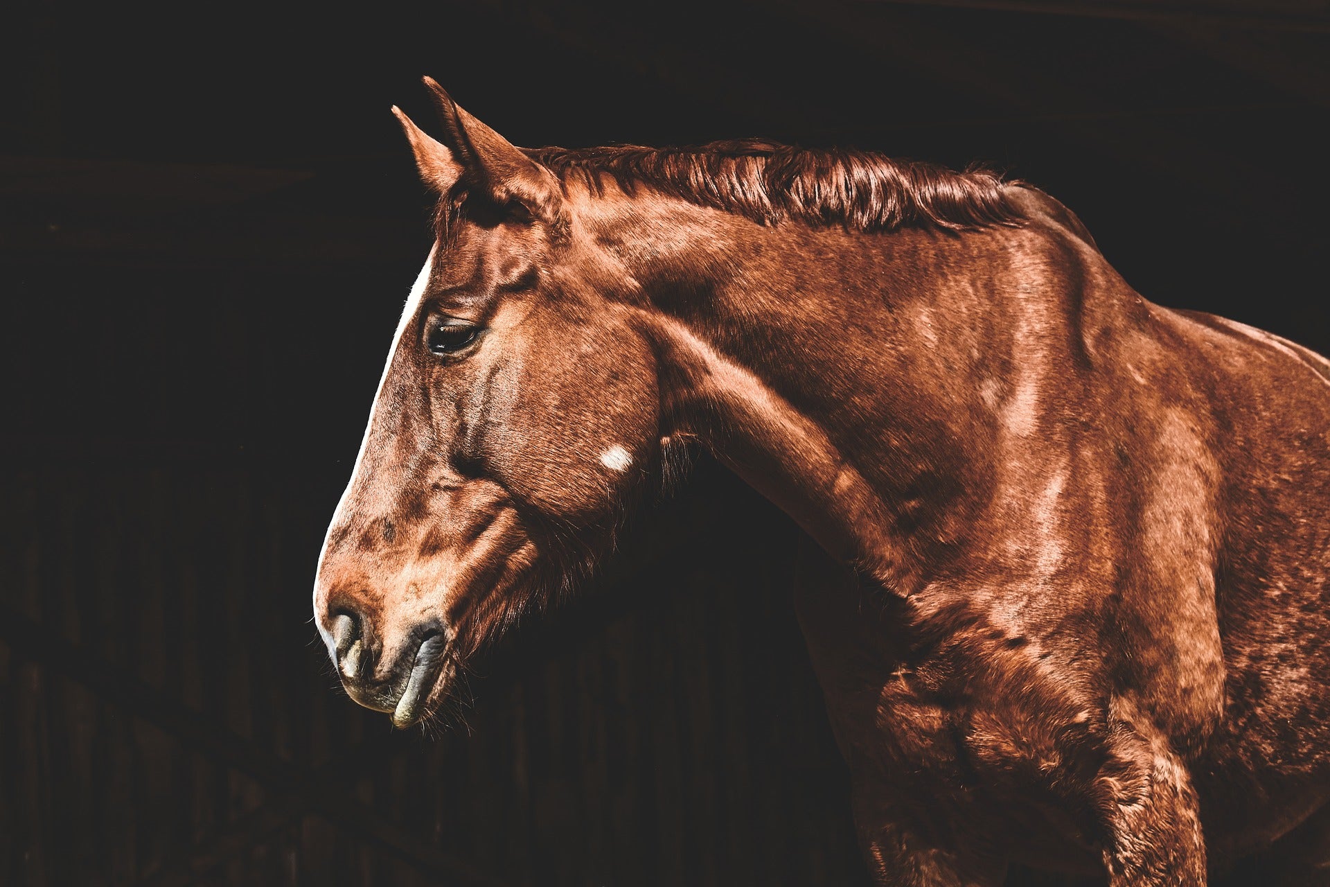 Descalificada una entrenadora alemana por golpear a un caballo en el pentatlón moderno Descalificada una entrenadora alemana por golpear a un caballo en el pentatlón moderno