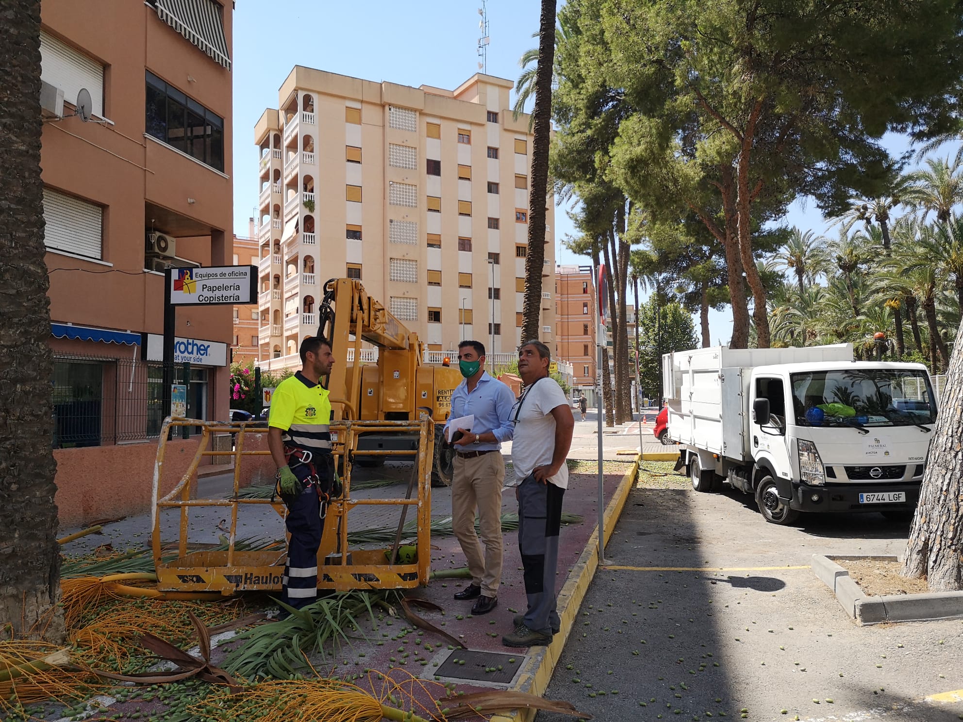 Medio Ambiente comienza los trabajos de mantenimiento y retirada de infrutescencias en el BIC del Palmeral Medio Ambiente comienza los trabajos de mantenimiento y retirada de infrutescencias en el BIC del Palmeral