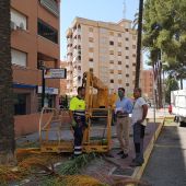 Medio Ambiente comienza los trabajos de mantenimiento y retirada de infrutescencias en el BIC del Palmeral 