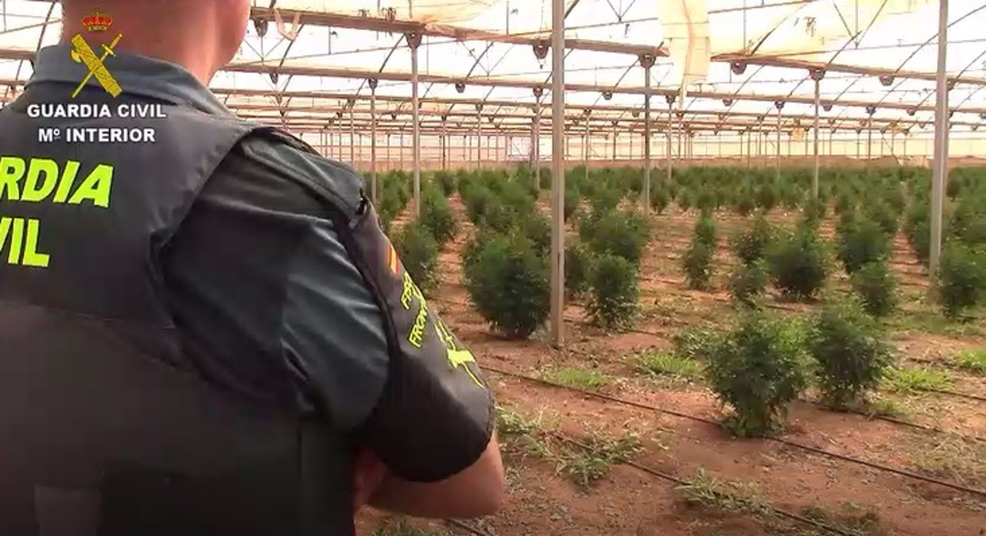 Cinco detenidos y 4.500 plantas de marihuana intervenidas en Es Pil·larí Cinco detenidos y 4.500 plantas de marihuana intervenidas en Es Pil·larí