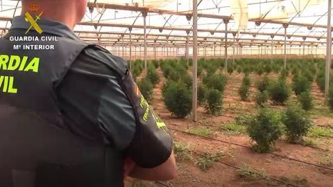 Plantaci&oacute;n de marihuana intervenida por la Guardia Civil en Es Pil&middot;lar&iacute;, Mallorca