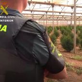 Plantación de marihuana intervenida por la Guardia Civil en Es Pil·larí, Mallorca
