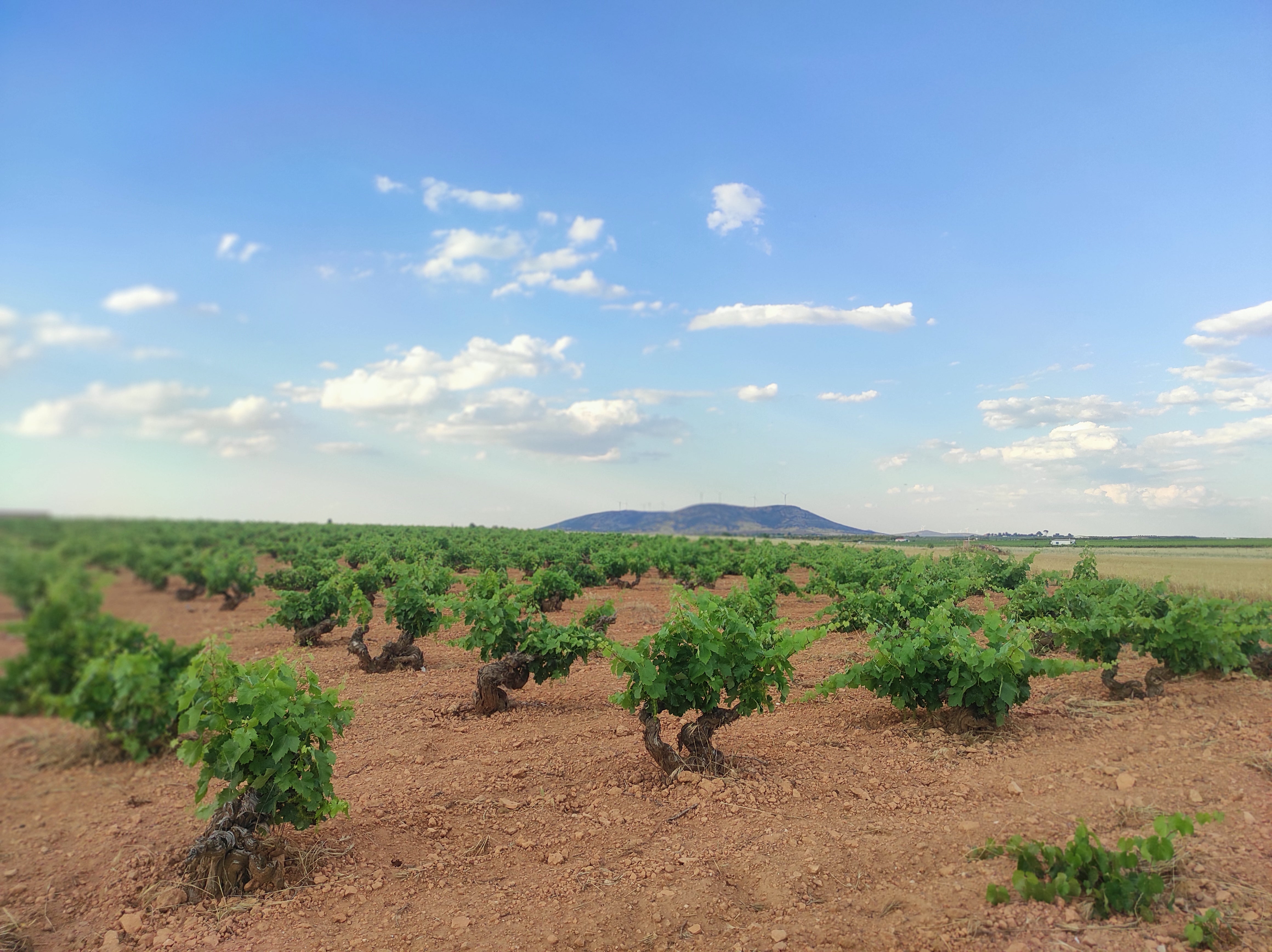 Viñedo Valdepeñas Viñedo Valdepeñas