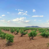 Viñedo Valdepeñas Viñedo Valdepeñas