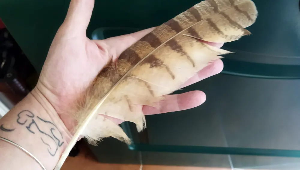 Pluma de búho real encontrada por una oyente Pluma de búho real encontrada por una oyente