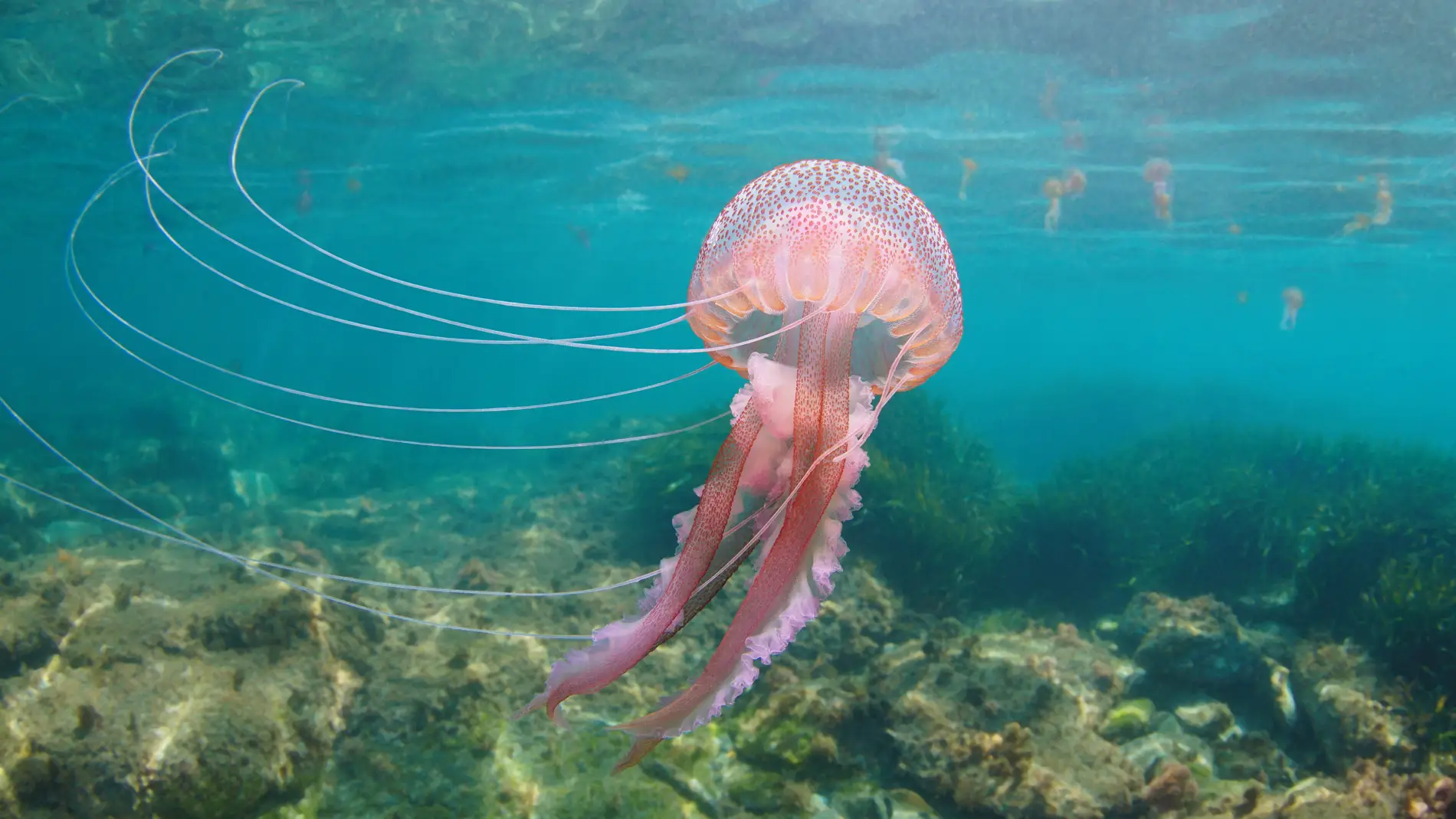Qué hacer si te pica una medusa: cómo aliviar su dolor