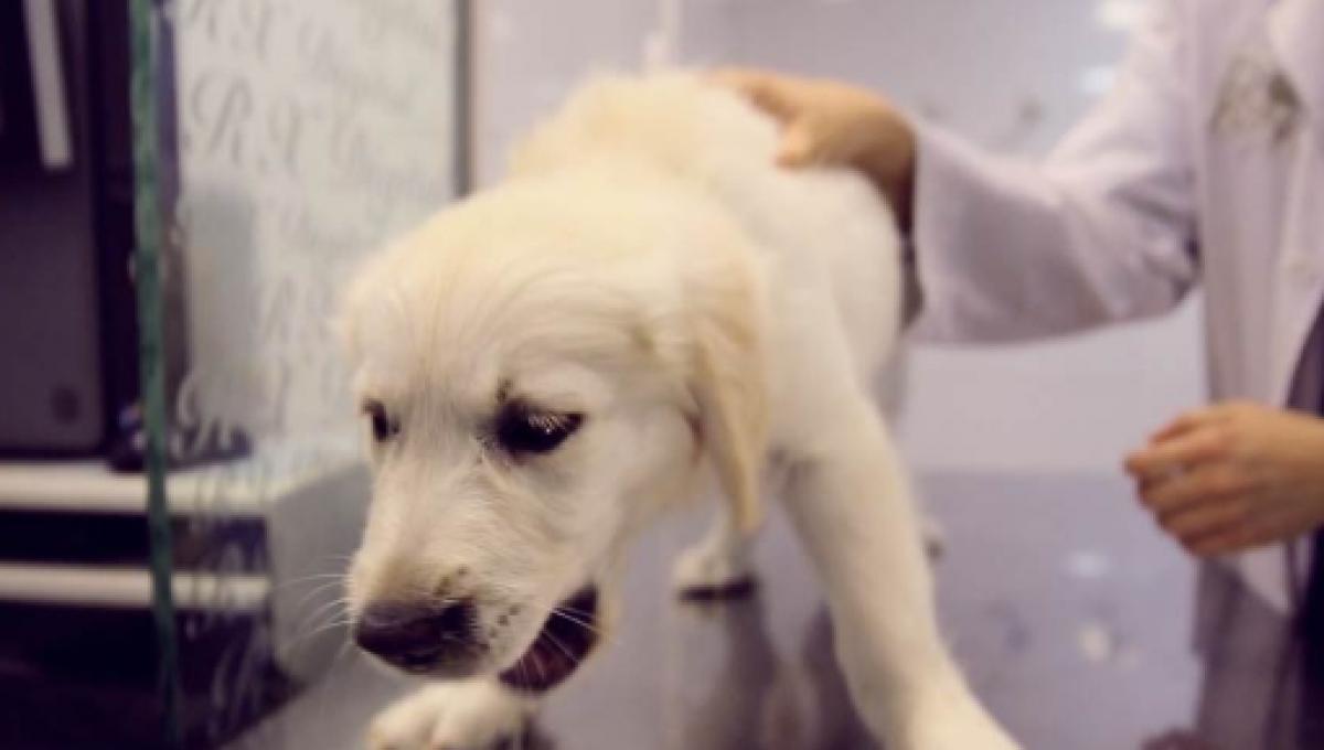 Ángel Osuna, adiestrador canino, debemos prestar atención a una enfermedad muy contagiosa Ángel Osuna, adiestrador canino, debemos prestar atención a una enfermedad muy contagiosa