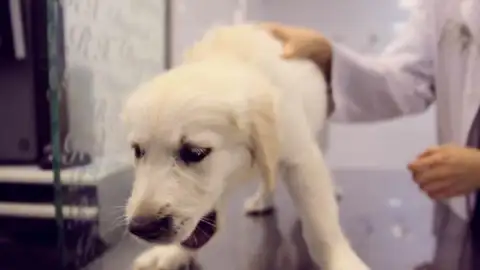 Ángel Osuna, adiestrador canino, debemos prestar atención a una enfermedad muy contagiosa adiestramiento