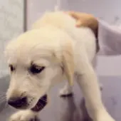 Ángel Osuna, adiestrador canino, debemos prestar atención a una enfermedad muy contagiosa Ángel Osuna, adiestrador canino, debemos prestar atención a una enfermedad muy contagiosa