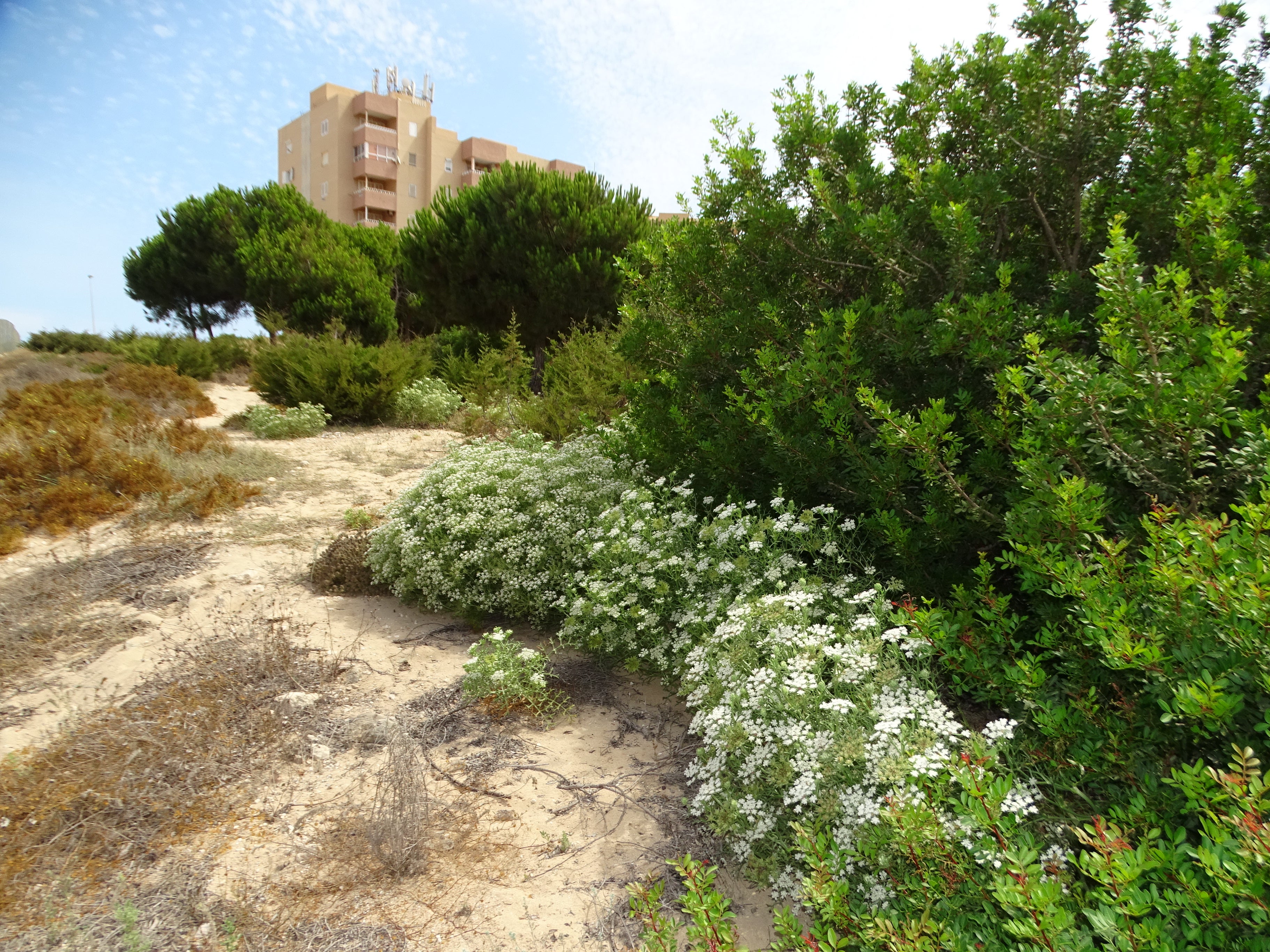 ANSE recuerda que no toda la Naturaleza está perdida en La Manga ANSE recuerda que no toda la Naturaleza está perdida en La Manga