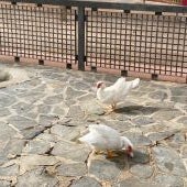 Los albaceteños ven bien el estado de los patos y piden que se mantengan en sus lugares habituales