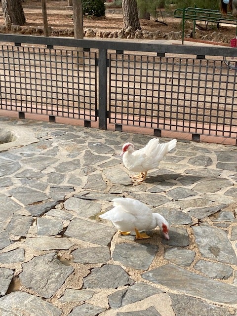 Los albaceteños ven bien el estado de los patos y piden que se mantengan en sus lugares habituales Los albaceteños ven bien el estado de los patos y piden que se mantengan en sus lugares habituales