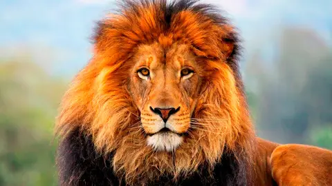 Celebramos el día del Rey de la Selva, el León, en reconocimiento a estos majestuosos felinos dia mundial