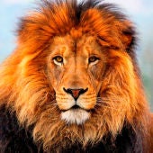 Celebramos el día del Rey de la Selva, el León, en reconocimiento a estos majestuosos felinos 