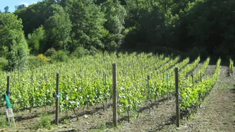 Viña en San Antolín de Ibias Viña en San Antolín de Ibias