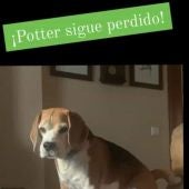 Potter, perro perdido en Ceuta