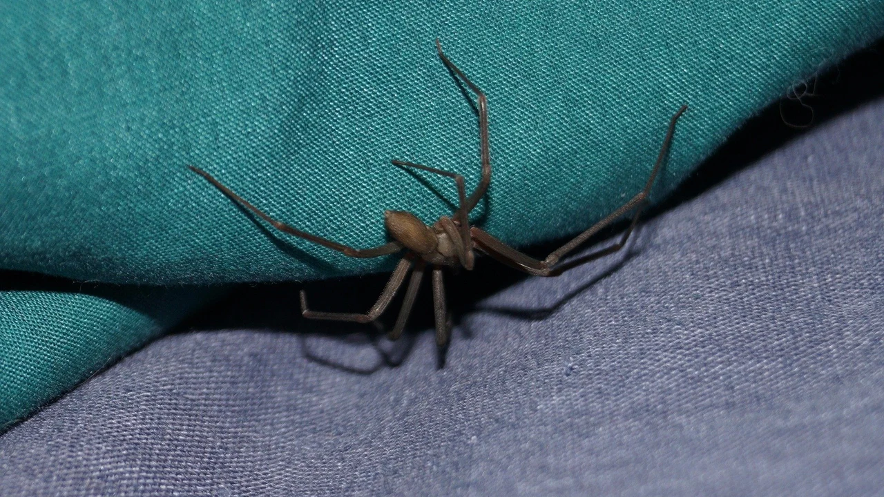 Una araña violinista