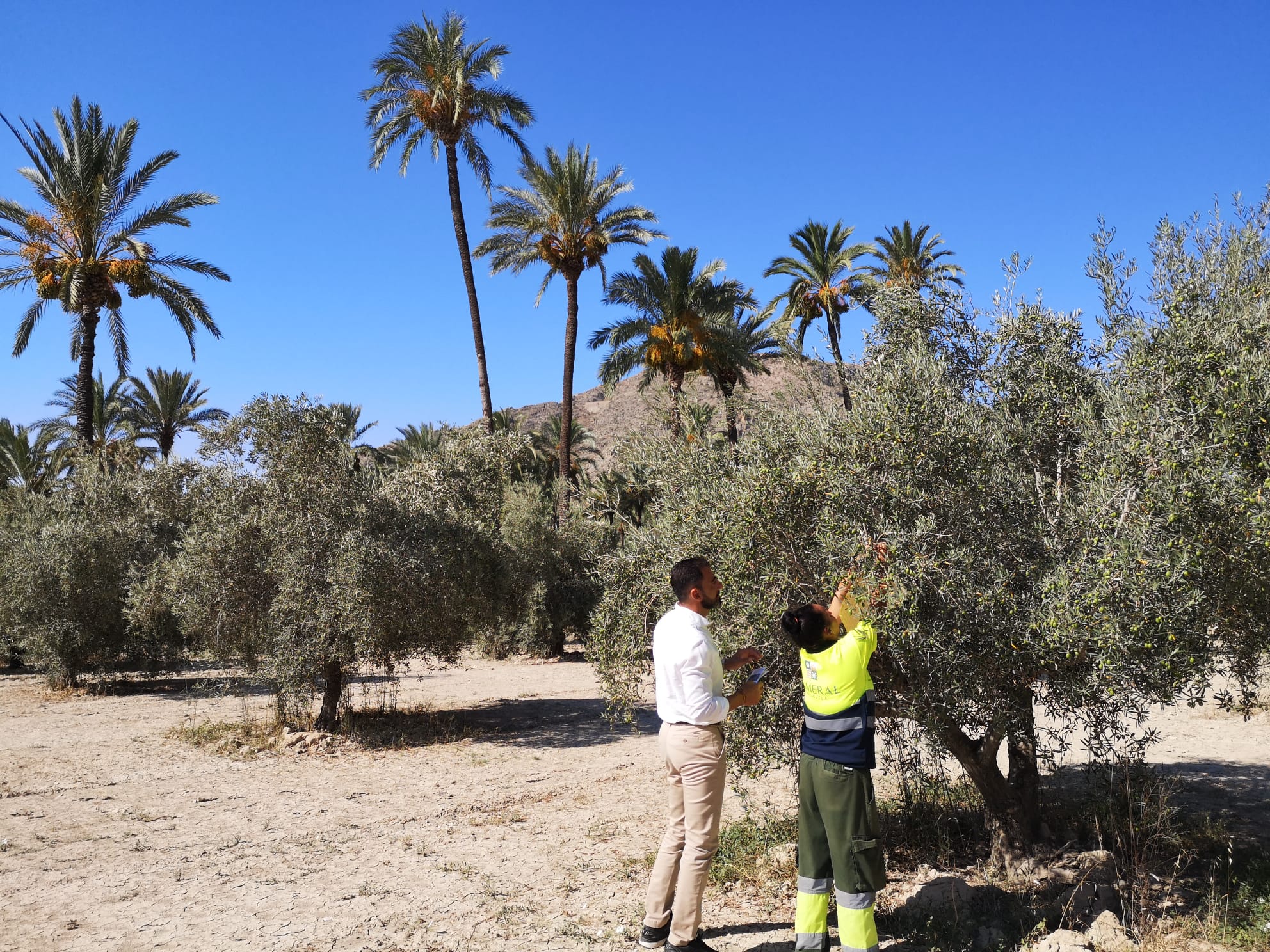 Actuación de biocontrol contra la mosca del olivo en las parcelas agrícolas del Palmeral de Orihuela Actuación de biocontrol contra la mosca del olivo en las parcelas agrícolas del Palmeral de Orihuela
