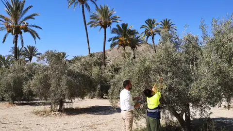 Actuación de biocontrol contra la mosca del olivo en las parcelas agrícolas del Palmeral de Orihuela olivos