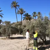 Actuación de biocontrol contra la mosca del olivo en las parcelas agrícolas del Palmeral de Orihuela Actuación de biocontrol contra la mosca del olivo en las parcelas agrícolas del Palmeral de Orihuela