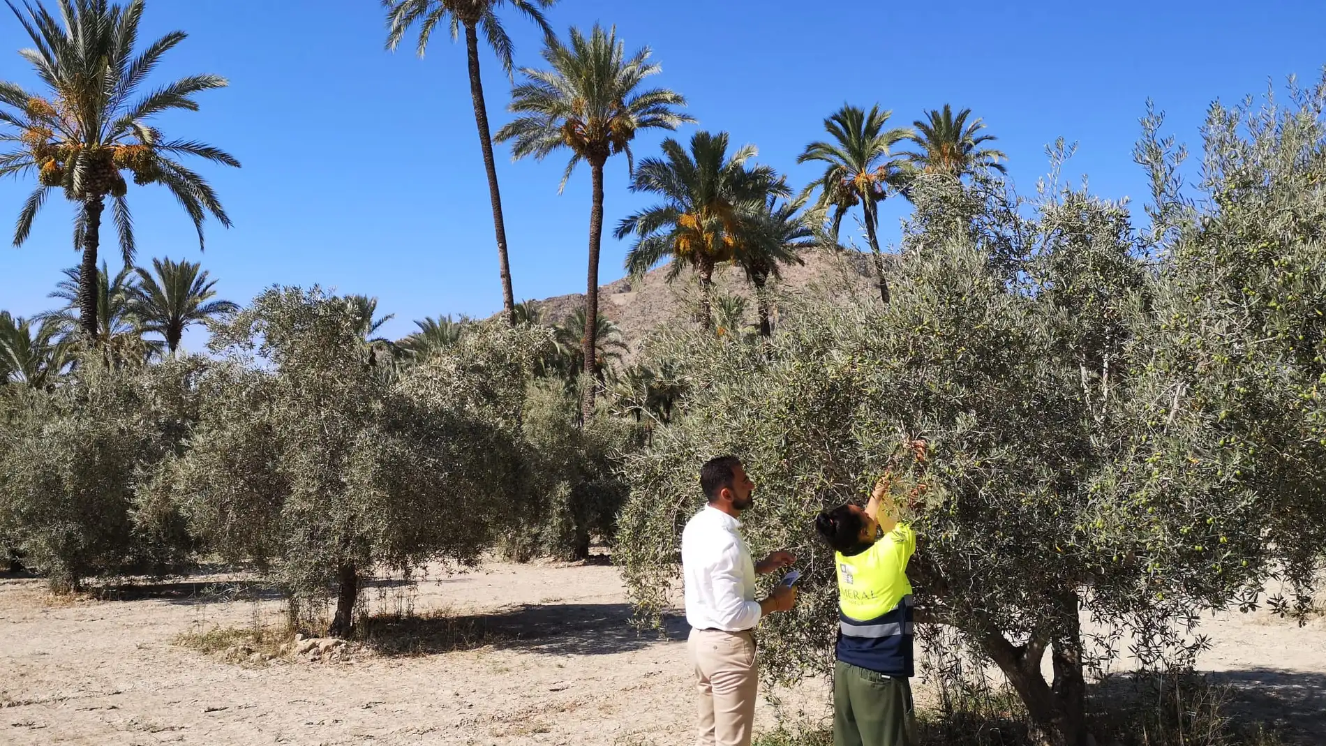 Actuación de biocontrol contra la mosca del olivo en las parcelas agrícolas del Palmeral de Orihuela 