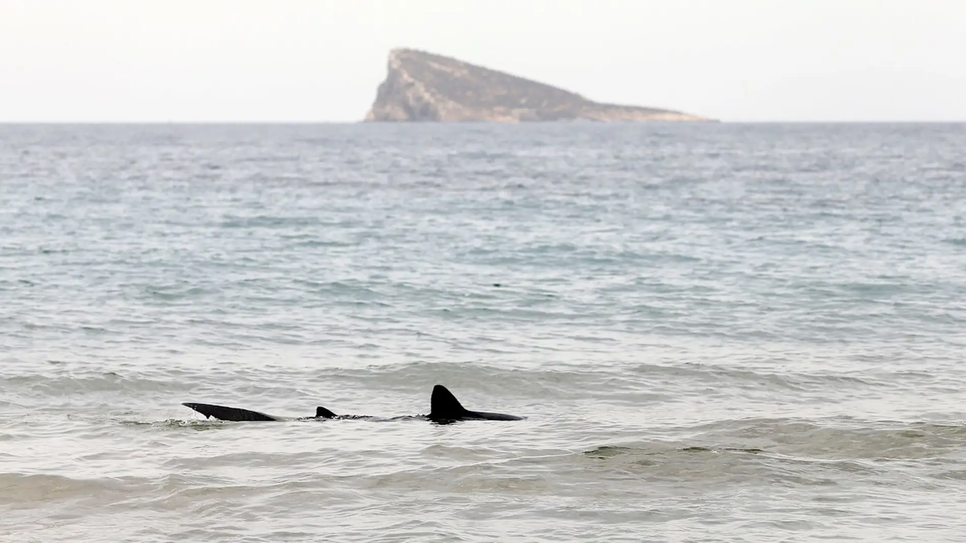 Un tiburón desorientado 'se cuela' en las playas de Benidorm