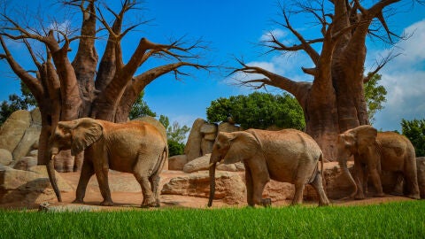 Elefantes Bioparc