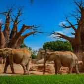 Elefantes Bioparc
