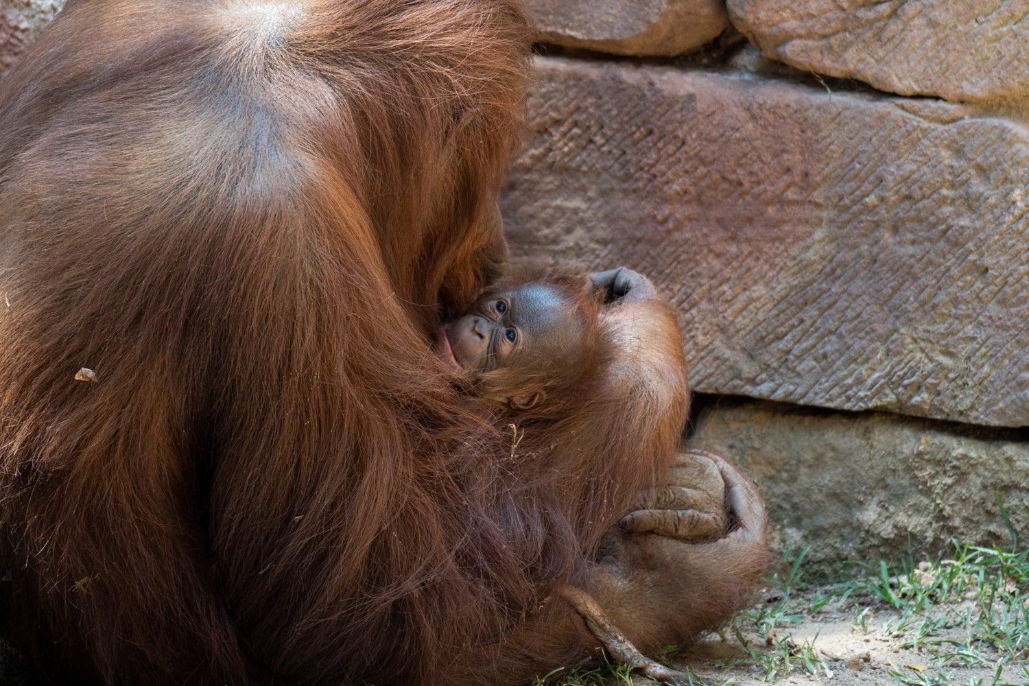 Nace un orangután de Borneo en Bioparc Fuengirola Nace un orangután de Borneo en Bioparc Fuengirola