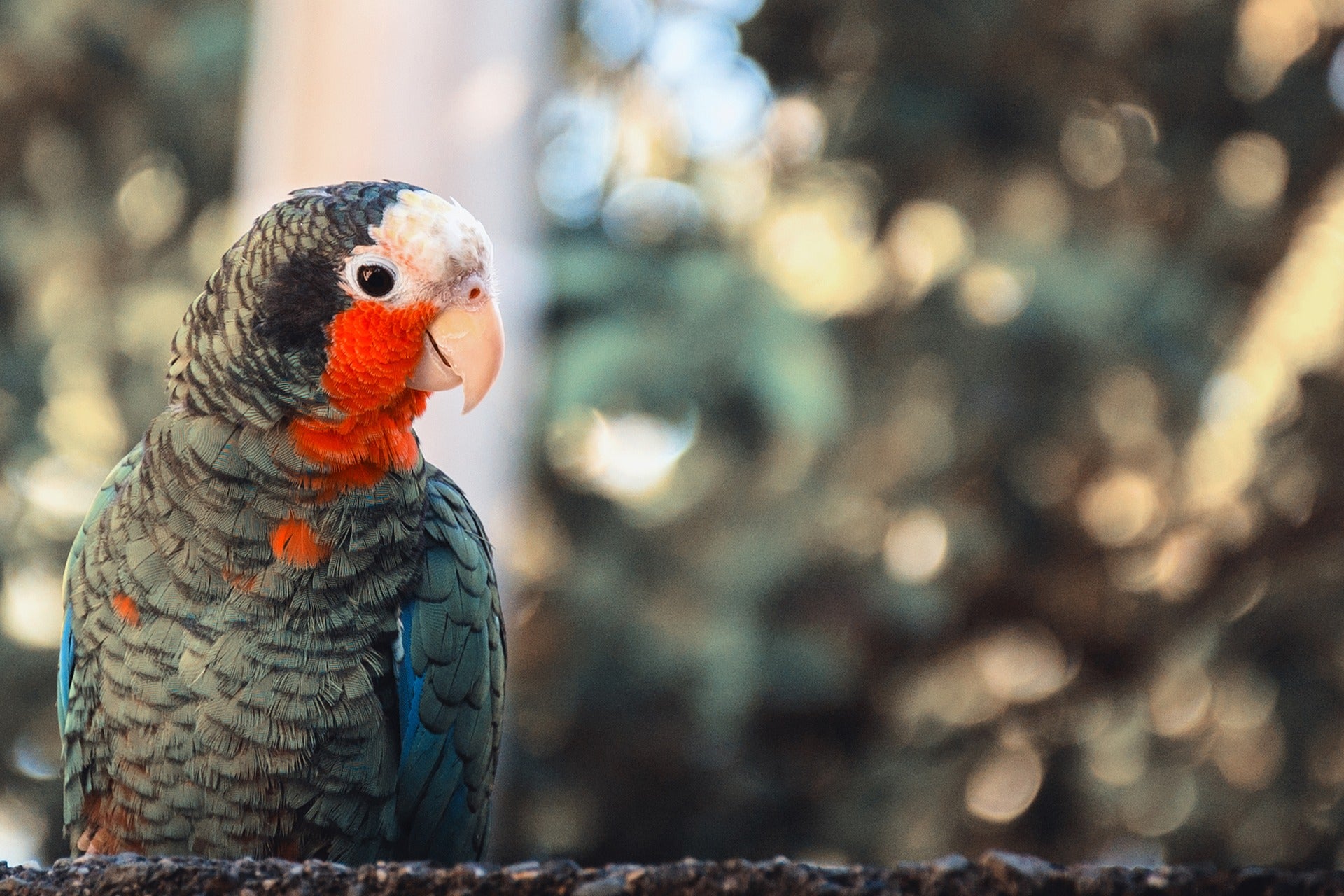 ¿Qué se considera especie invasora? ¿Qué se considera especie invasora?