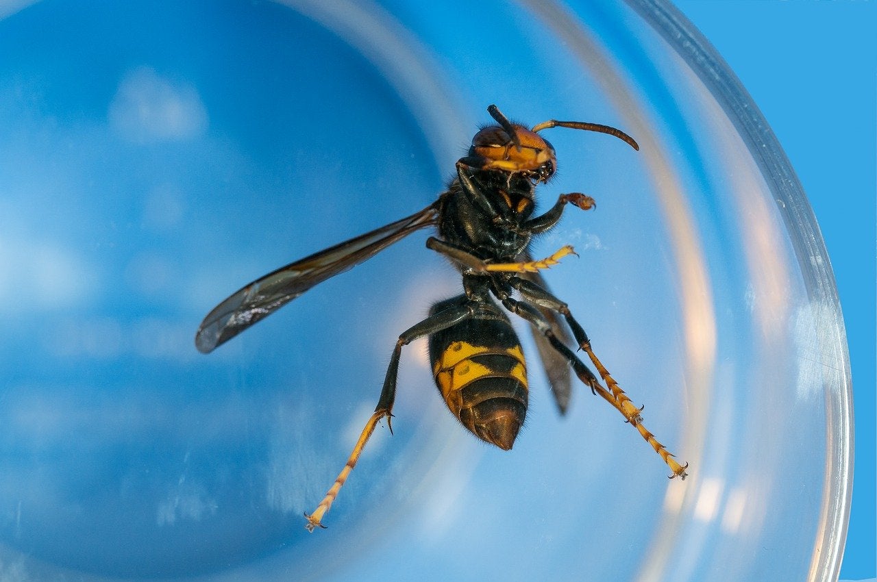 Insectos parecidos a la avispa asiática que NO debes hacer daño