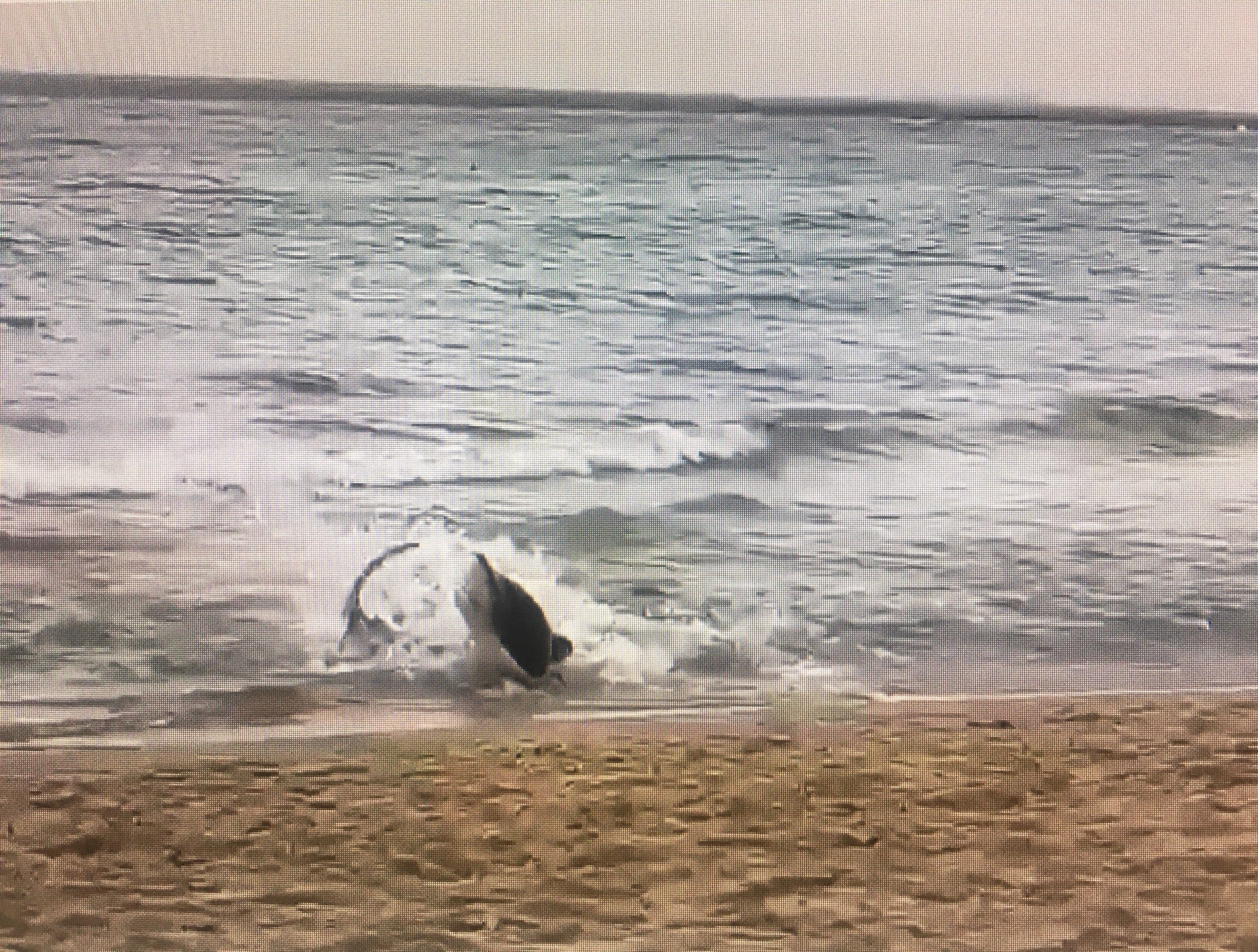 Un tiburón desorientado aparece en la costa de Benidorm causando alarma entre los bañistas Un tiburón desorientado aparece en la costa de Benidorm causando alarma entre los bañistas