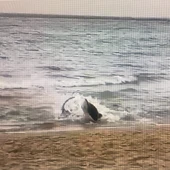 Tiburón Tiburón