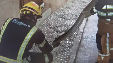 Serpiente rescatada en Benissa por los bomberos Serpiente rescatada en Benissa por los bomberos