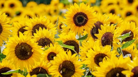Girasoles