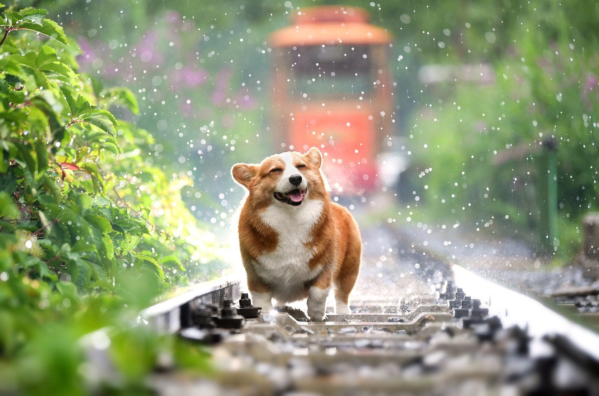 Golpe de calor en perros: príncipales síntomas y cómo prevenirlo Golpe de calor en perros: príncipales síntomas y cómo prevenirlo