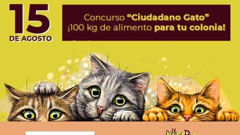 Concurso Ciudadano Gato