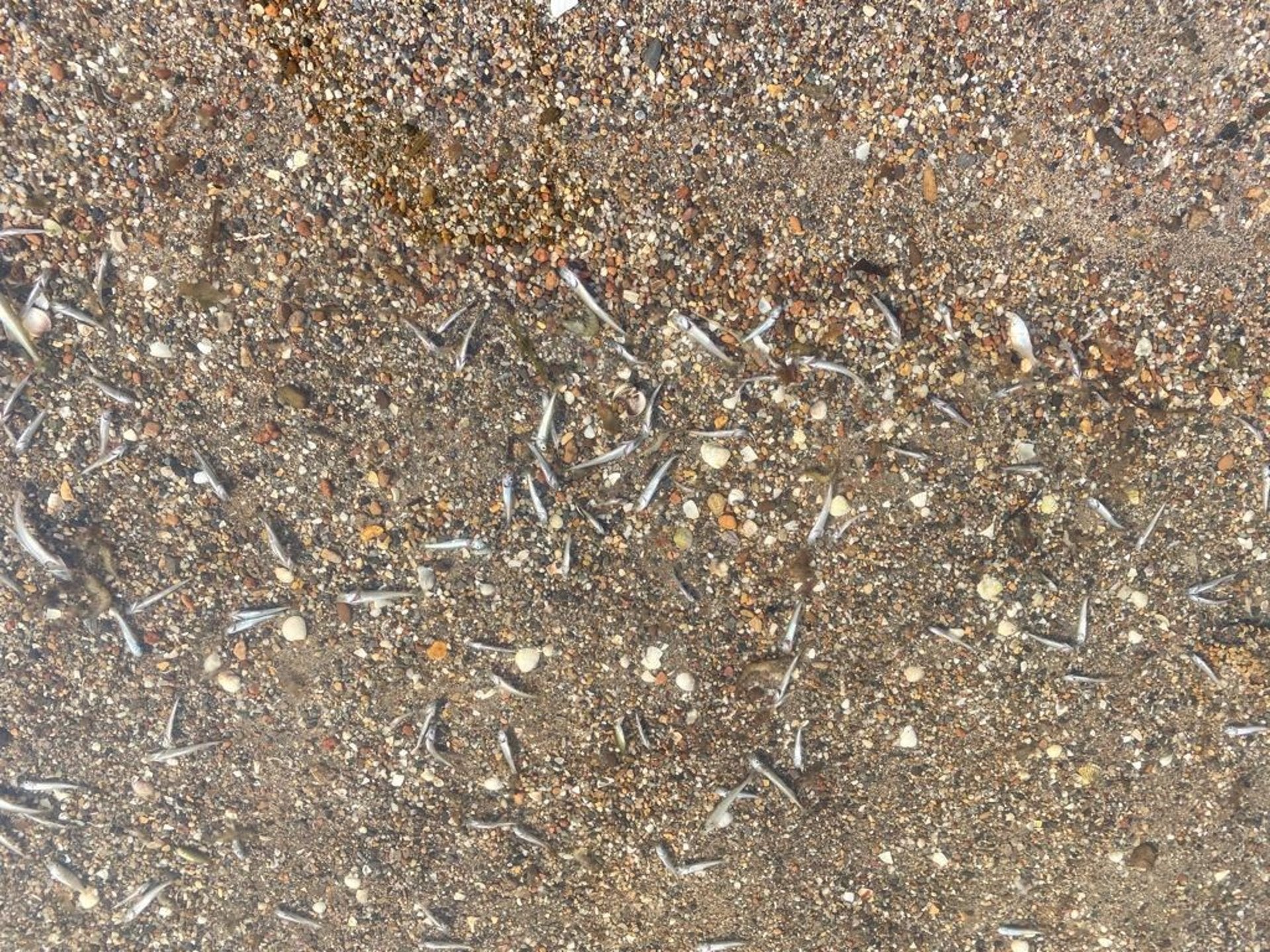 El Gobierno regional descarta que la aparición de peces muertos se deba a otro episodio de anoxia El Gobierno regional descarta que la aparición de peces muertos se deba a otro episodio de anoxia