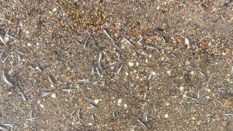 El Gobierno regional descarta que la aparición de peces muertos se deba a otro episodio de anoxia El Gobierno regional descarta que la aparición de peces muertos se deba a otro episodio de anoxia