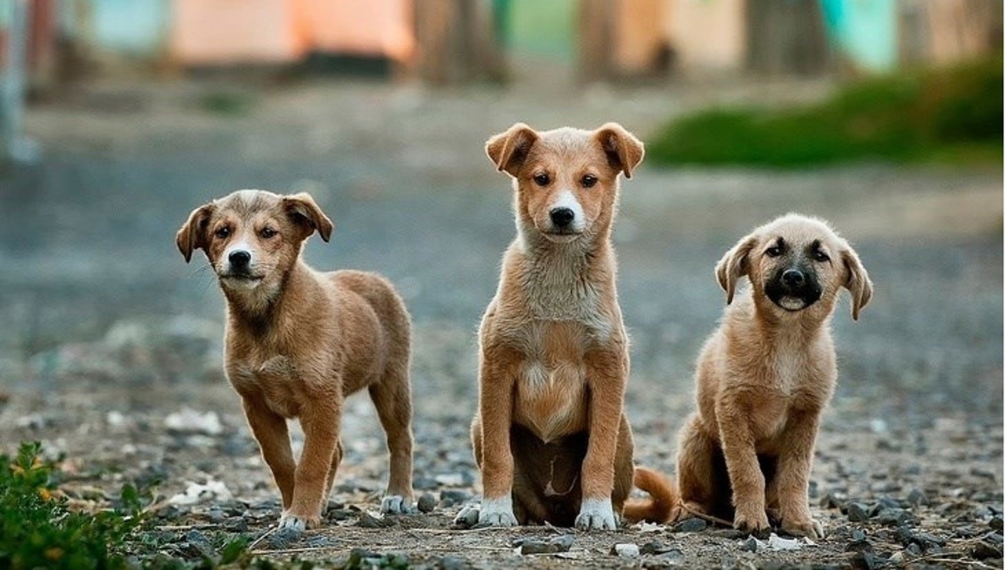 Hablamos con el adiestrador canino, Ángel Osuna de las causas principales de los abandonos Hablamos con el adiestrador canino, Ángel Osuna de las causas principales de los abandonos