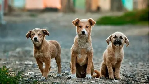 Hablamos con el adiestrador canino, Ángel Osuna de las causas principales de los abandonos canino