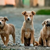 Hablamos con el adiestrador canino, Ángel Osuna de las causas principales de los abandonos Hablamos con el adiestrador canino, Ángel Osuna de las causas principales de los abandonos