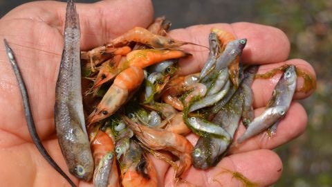 El Gobierno regional denuncia a la ministra Ribera por la entrada de nutrientes y agua dulce en el Mar Menor