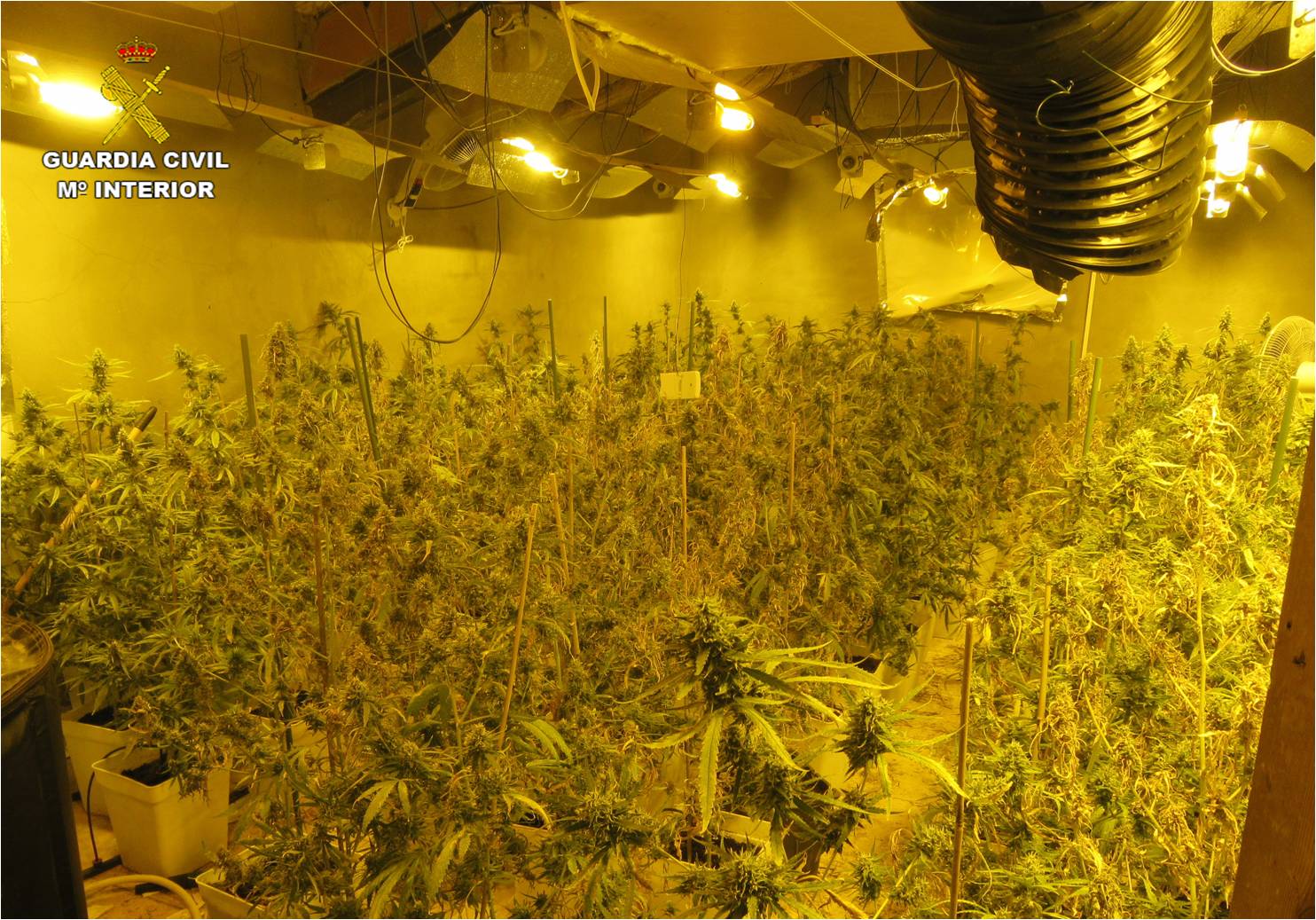 La Guardia Civil desmantela una plantación con más de 500 plantas de marihuana en una vivienda de Villena La Guardia Civil desmantela una plantación con más de 500 plantas de marihuana en una vivienda de Villena