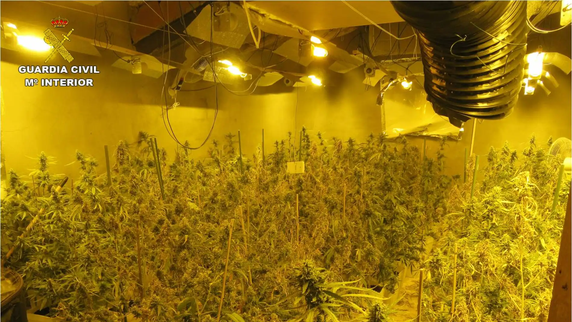 Plantación de marihuana desmantelada por la Guardia Civil en Villena.