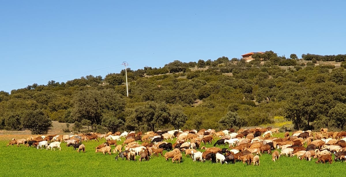2021 cerrará con 30 000 cabras sacrificadas en Ciudad Real debido a la tuberculosis 2021 cerrará con 30 000 cabras sacrificadas en Ciudad Real debido a la tuberculosis