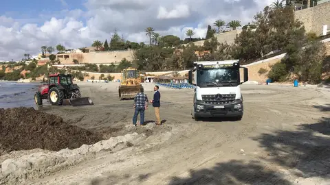 La nueva empresa de recogida de restos de Posidonia comienza a prestar sus servicios en la costa oriolana residuos
