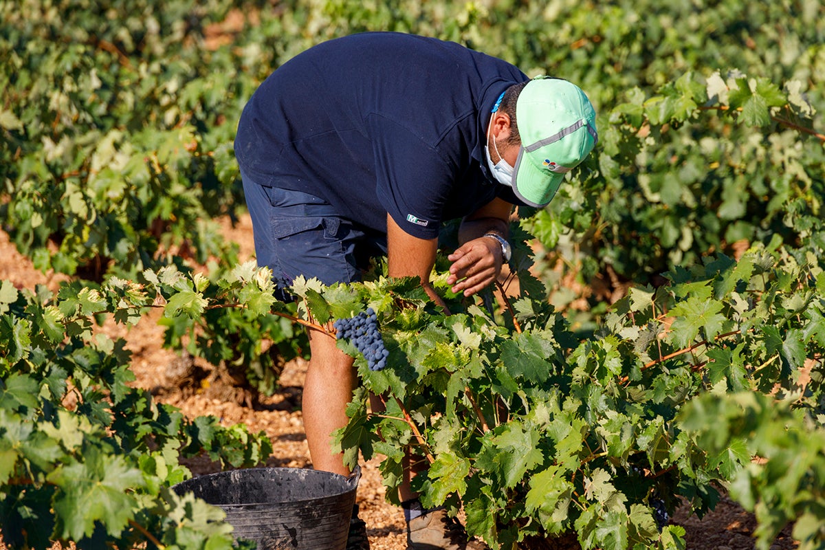 La ola de calor que sufrió Ciudad Real puede complicar el final de la maduración de la uva La ola de calor que sufrió Ciudad Real puede complicar el final de la maduración de la uva